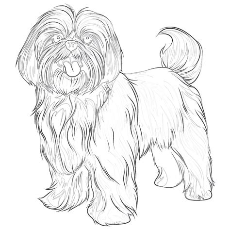 Shih Tzu Coloring Page | Coloring Pages Mimi Panda