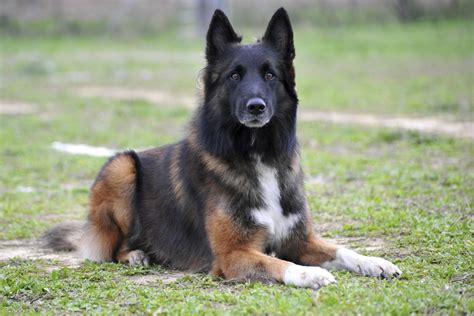 Belgian Tervuren - Dog-Breeds.net