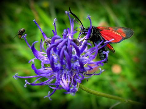 Peter Lovett's ramblings : The "Pride of Sussex", Round-headed Rampion, the County flower of Sussex