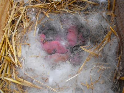 Rabbit Care: Newborn Bunnies - AT HOME PETS