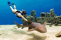 Stingray Beach Cozumel - Snorkel with Stingrays!