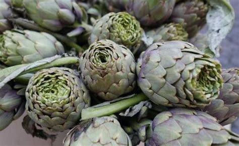 15 Types of Artichokes | Best Artichoke Plant Varieties