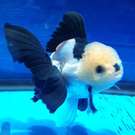 Premium Selected Thai Panda Oranda Tri Color Oranda | coastgemusa.com — Coast Gem USA