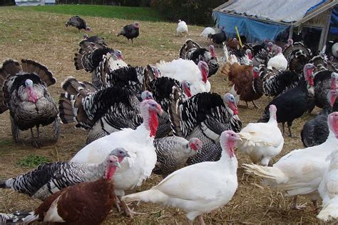 Heritage turkey production research analysis - Poultry World