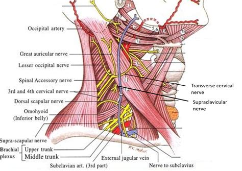 Posterior Triangle of Neck - Anatomy QA