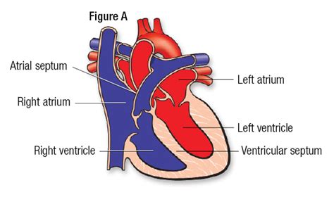 How the Healthy Heart Works | American Heart Association