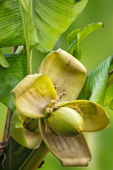 Banana Flower Free Photo Download | FreeImages