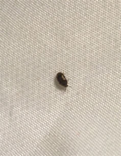 Is this a bedbug? It looked black. : Bedbugs