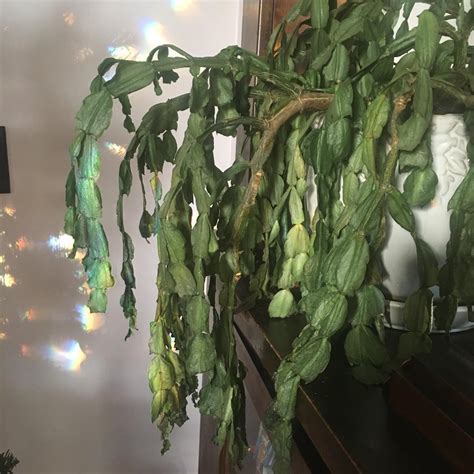 Christmas cactus care tips? It’s pretty wrinkly and wilted. Should I prune it? : houseplants