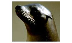 Hearing in Pinnipeds, the Amphibious Ear – Discovery of Sound in the Sea