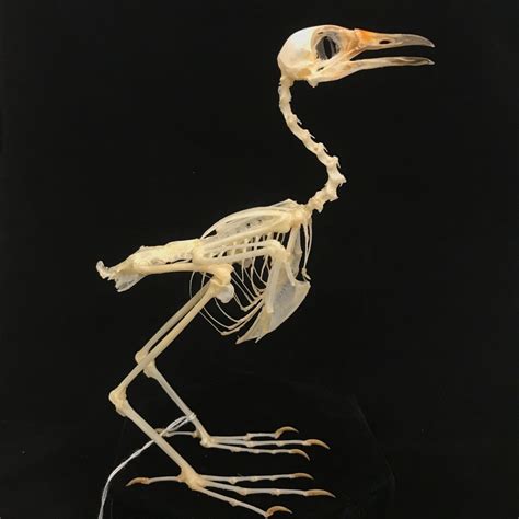 Bird Skeleton Diagram | Quizlet