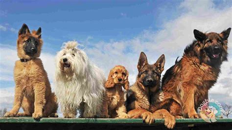 Working Dogs: Breeds and Roles - Dogble