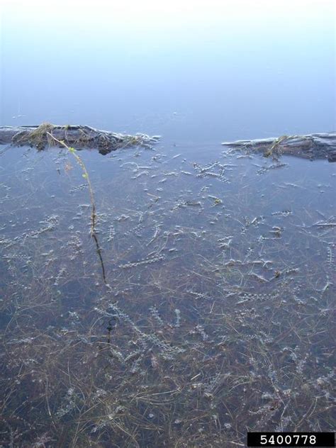 curly leaf pondweed (Potamogeton crispus)