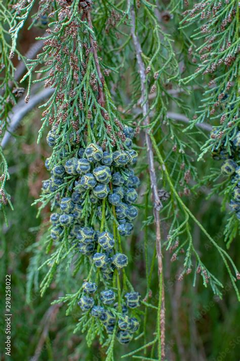 Cupressus sempervirens close up with fresh cones Stock Photo | Adobe Stock