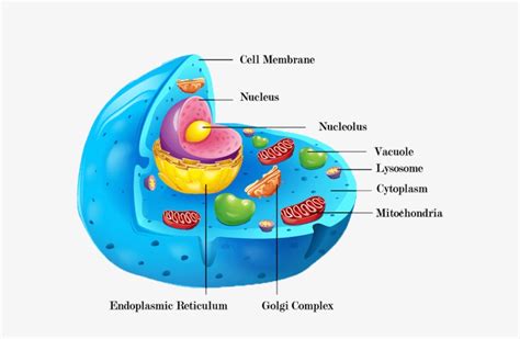 J - Nucleus - Large Central Vacuole Animal Cell PNG Image | Transparent PNG Free Download on SeekPNG