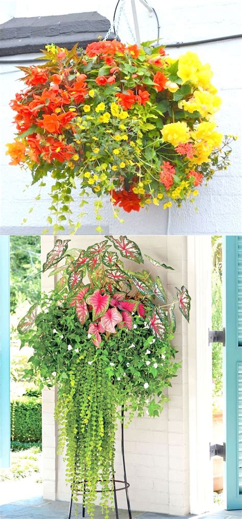 Best Plants For Hanging Baskets In Shade