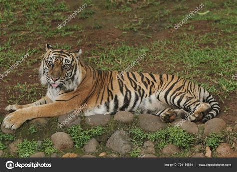 Sumatran Tiger Behavior Being Conserved — Stock Photo © Pitokung #704186834