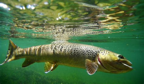 brown trout underwater on gray scud Green River below FG d… | Flickr