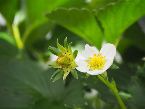 How to Pinch Off Strawberry Flowers – DerivBinary.com