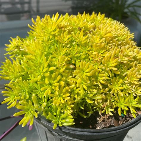 Sedum Mexicanum 'Lemon Ball', Stonecrop 'Lemon Ball' - uploaded by @burtnayd