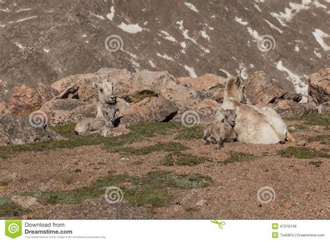 Bighorn Ewe with Lamb Bedded Stock Photo - Image of nature, nurture: 47216148