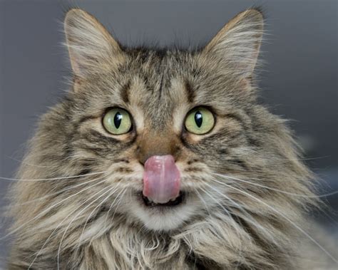 Cat Asthma: Symptoms And Treatments - MaineCoon.org