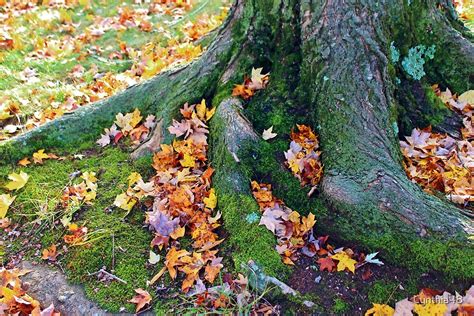 "Roots And Leaves" by Cynthia48 | Redbubble