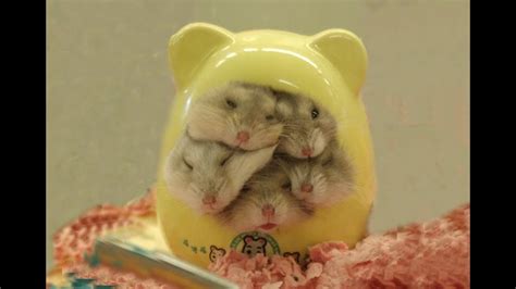 The Cutest Baby Hamster In The World