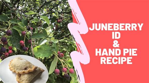 Juneberry Identification and MINI PIE??? - YouTube