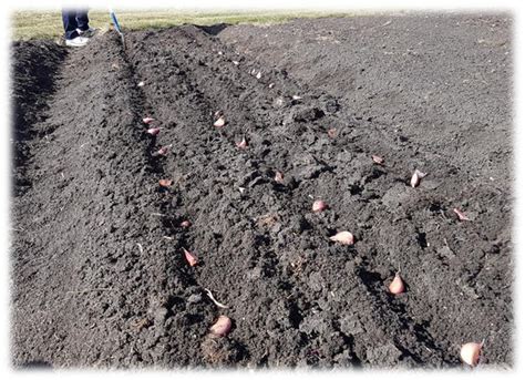 Planting Garlic – John Boy Farms