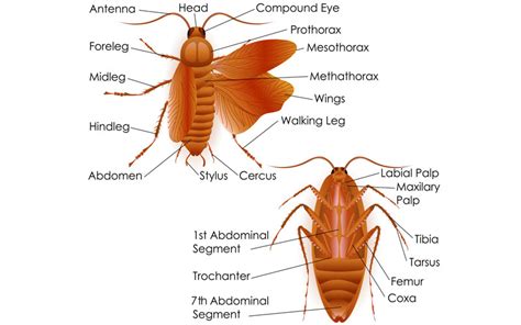 Insect Anatomy, external anatomy of insects with picture & internal insect anatomy