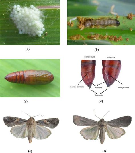 2 Life stages of fall armyworm (a) Egg mass (b) Larva (c) Pupa (d)... | Download Scientific Diagram