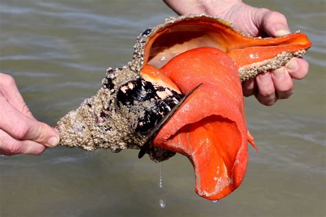 Live Horse Conch Out of Shell | The Legendary Adventures of Anna | Conch, Unusual animals ...