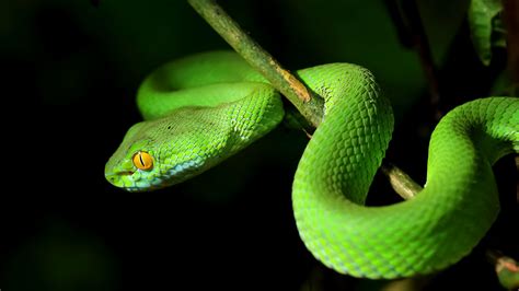 The meaning and symbolism of the word - «Snake»