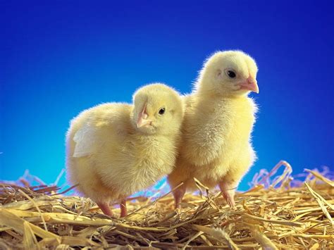 Cute chicken, cute, chicken, yellow, baby, animal, HD wallpaper | Peakpx