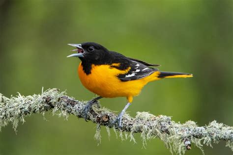 9 Types of Orioles in North America: ID Guide with Facts, Chart and ...