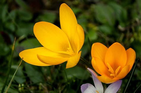 Crocus Flower Meaning and Fascinating Facts - Xu Farm