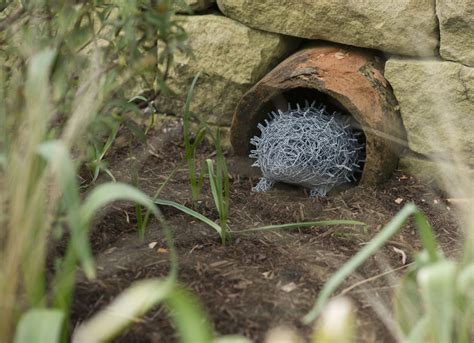 The first ever hedgehog garden in the UK has been unveiled and its absolutely lovely! | Wildlife ...