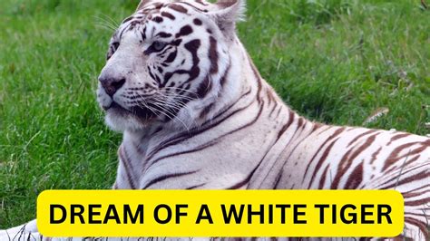 Dream Of A White Tiger - Meaning & Interpretation