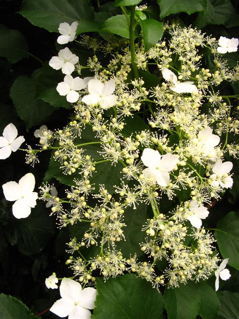 Climbing Hydrangea | Climbing hydrangea, Garden inspiration, Perennials