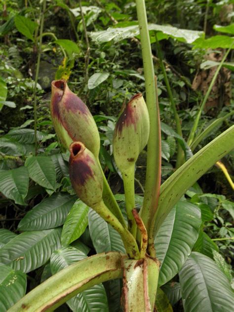 Xanthosoma sagittifolium (Araceae) image 69004 at PhytoImages.siu.edu