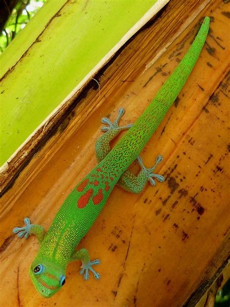 Gold Dust Day Gecko | Gecko, Marine mammals, Reptiles and amphibians