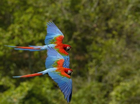 Wildlife of the World: Beautiful Parrot Wallpapers 2012