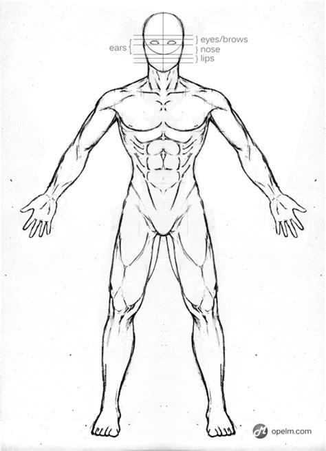 Male Anatomy Front Reference by Blud-Shot on Newgrounds