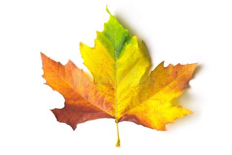 Coloured maple leaf stock photo. Image of collect, fall - 272926