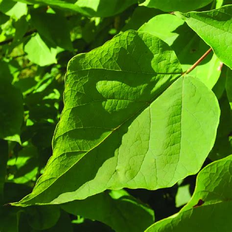 Catalpa speciosa · Earth@Home: Biodiversity