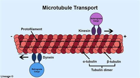 Cytoskeleton Diagram | Quizlet