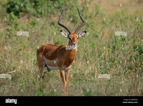 Male Impala Deer standing in Masai Mara National Reserve, Kenya, Africa Stock Photo - Alamy