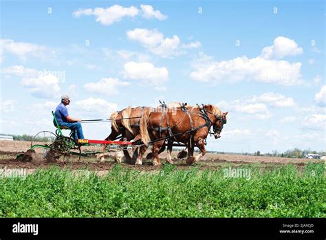 Belgian draft horse team plowing a field Stock Photo - Alamy