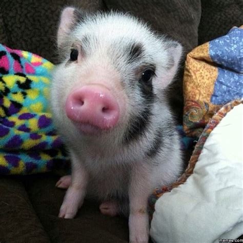 Cute pig | Memes.com